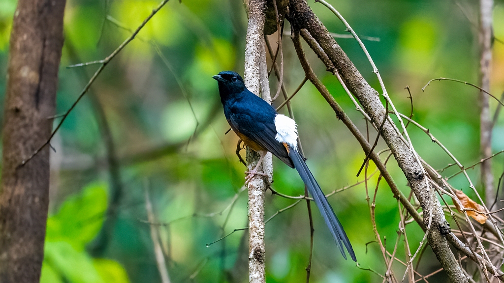 White-rumped Shama